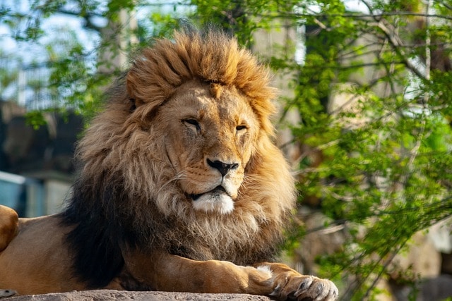 Zoo Dresden